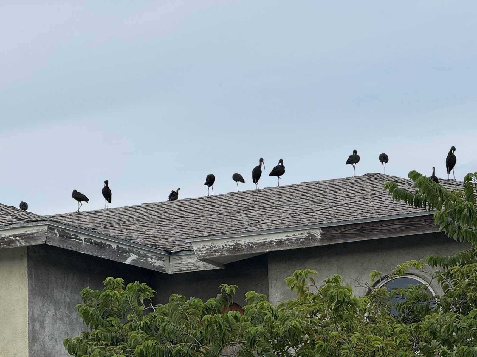 Flock of glossy ibis perched along a rooftop ridge in Nassau, The Bahamas